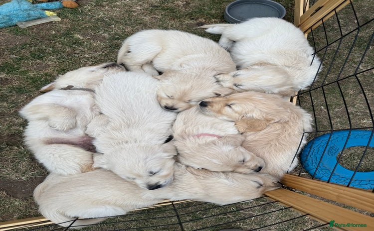 Golden Retriever dogs - Advert 5