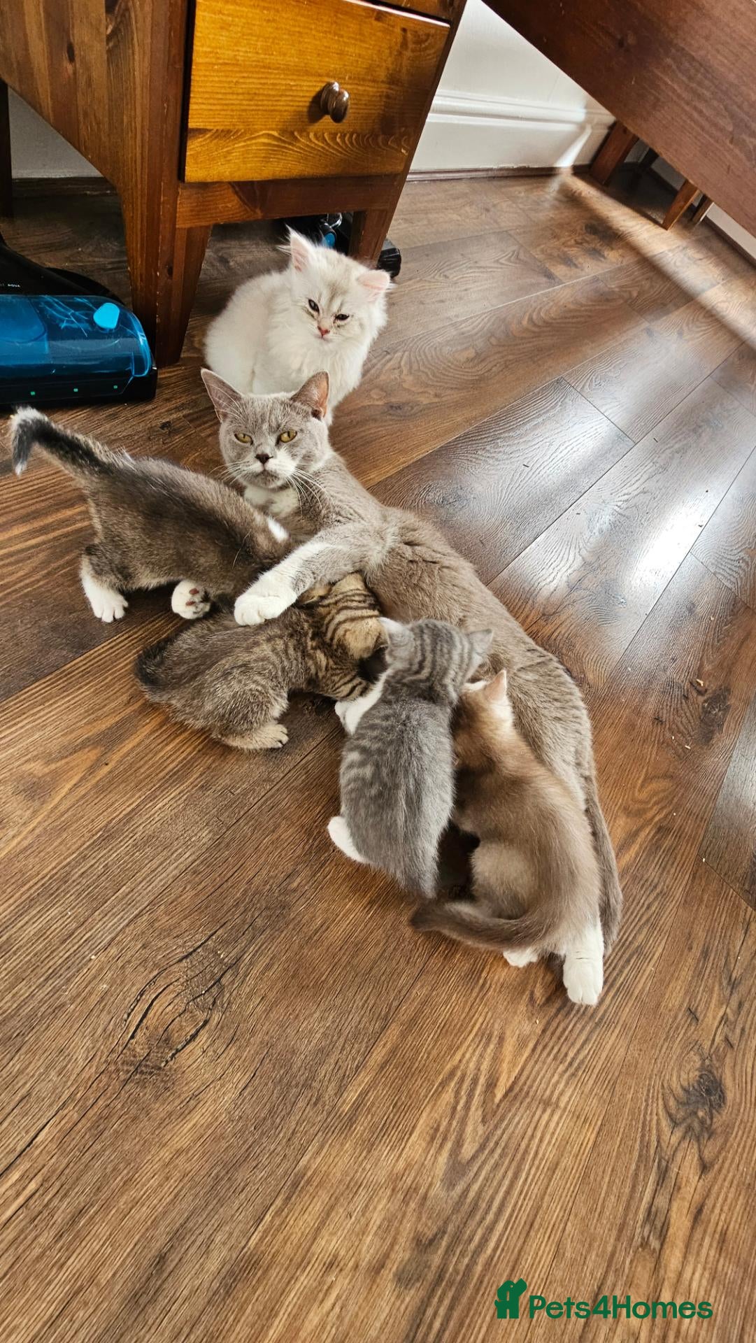 British Shorthair cats for sale: Gorgeous BSH Kittens Looking for Loving Homes! - Advert 1