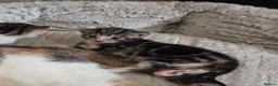 Mixed Breed cats for sale: 4 beautiful kittens  - Advert 9
