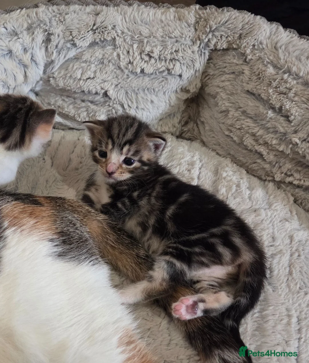 Mixed Breed cats for sale: 4 beautiful kittens  - Advert 9