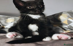Mixed Breed cats for sale: 8 weeks old Kitten, Female - Image 1