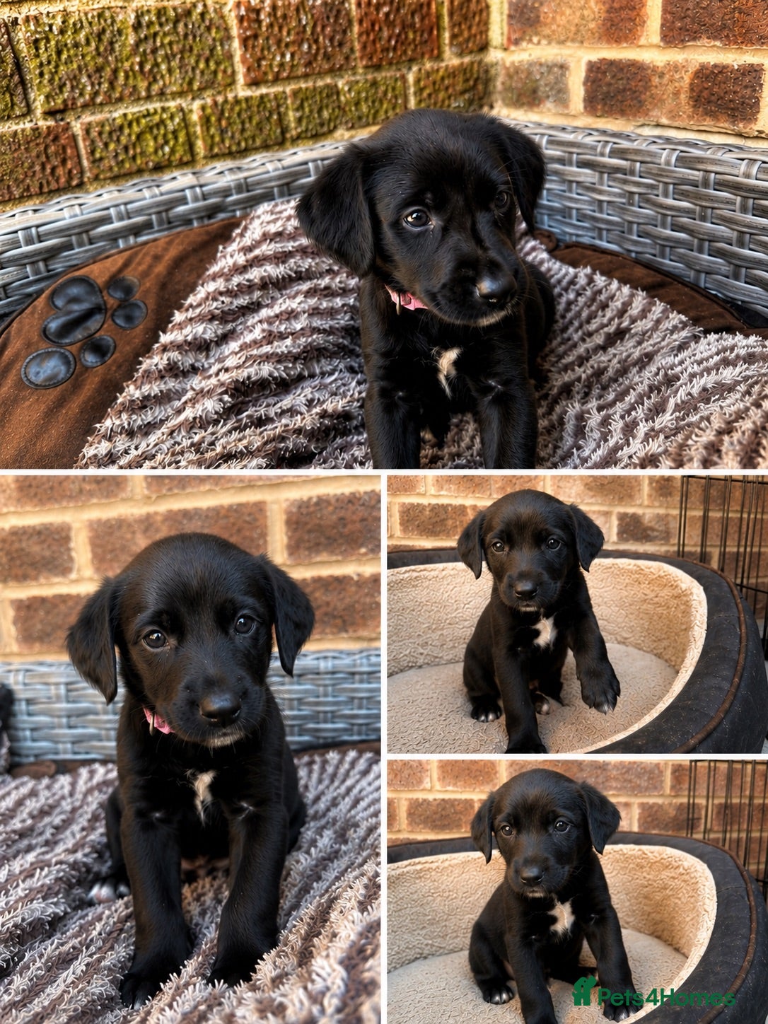 Mixed Breed dogs 2 available Labrador cross  - Advert 14