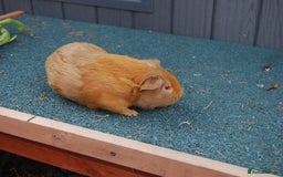 Guinea Pig rodents for sale: baby boar guinea pigs - Image 2