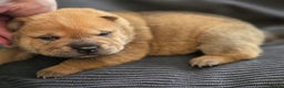 Mixed Breed dogs for sale: Chow Pei puppies - Advert 14
