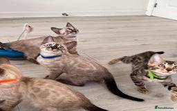 Bengal cats for sale: Stunning full pedigree bengal kittens  - Image 7