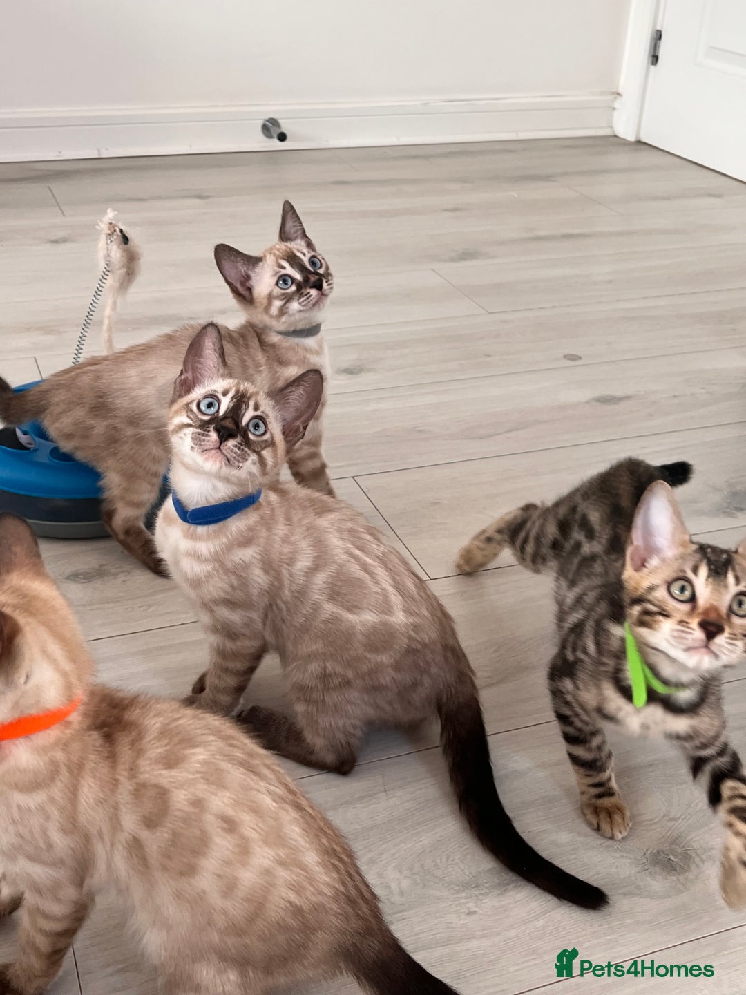 Bengal cats for sale: Stunning full pedigree bengal kittens  - Image 7