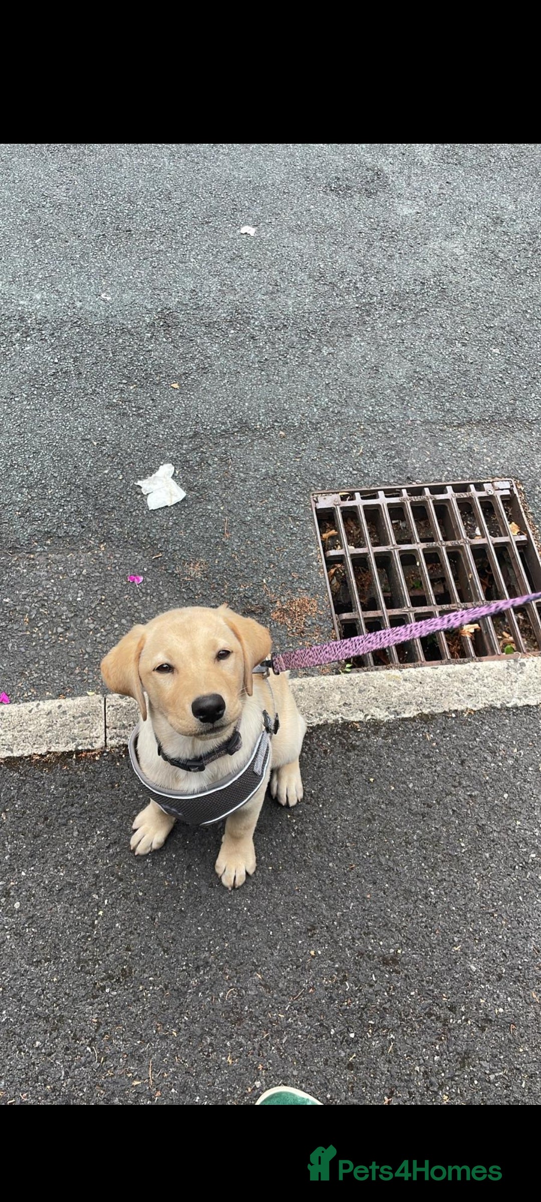 Labrador Retriever dogs for sale: 12 week old golden labrador girl - Image 1