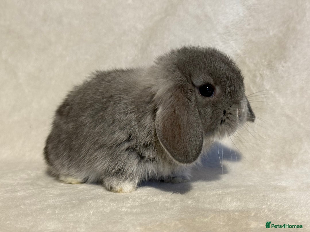 Mini Lop rabbits for sale: Pure mini lop babies to reserve  - Image 14