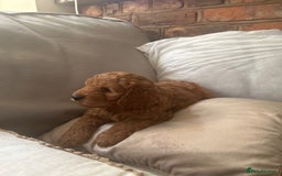 Irish Doodle dogs for sale: Gorgeous Irish Doodle Puppies  🐾 - Image 12