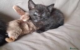 Mixed Breed cats for sale: Kittens for sale - Image 5