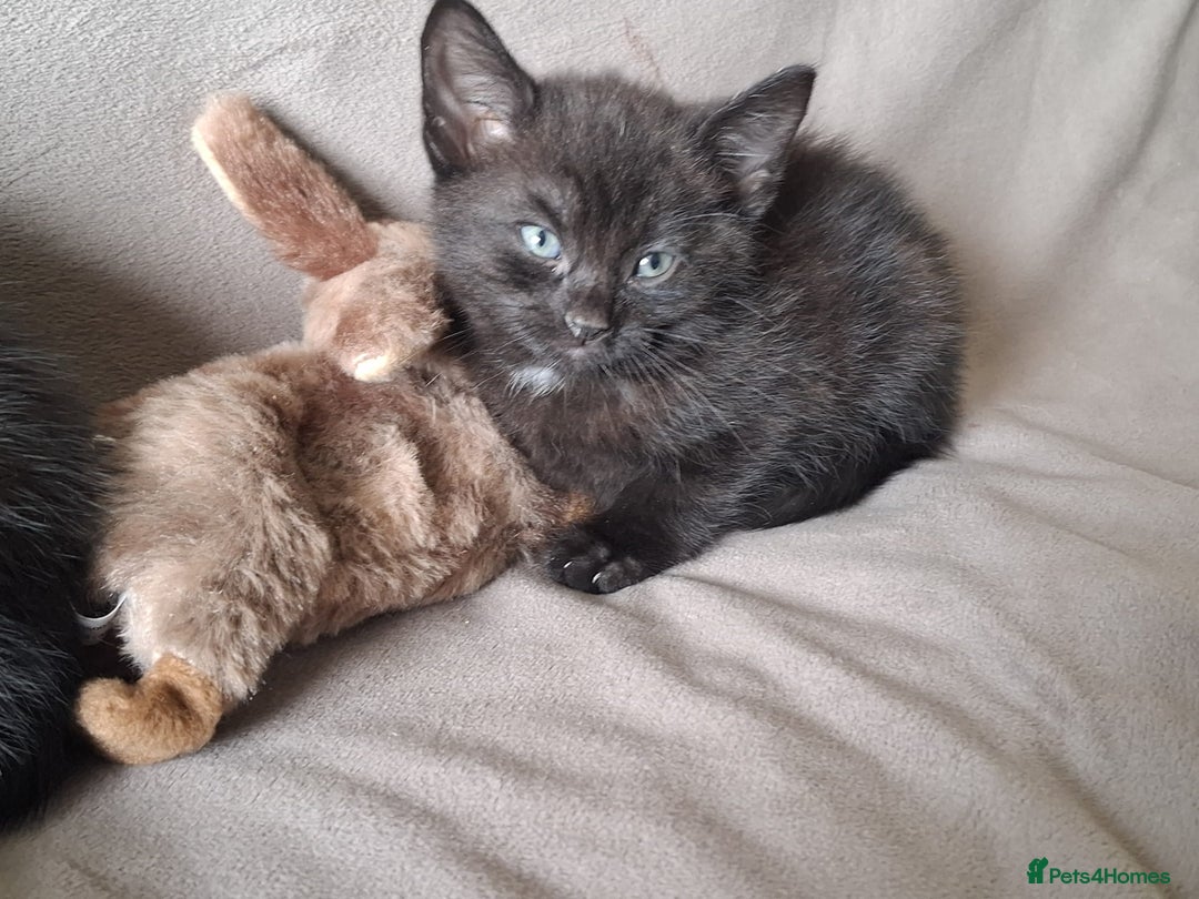 Mixed Breed cats for sale: Kittens for sale - Image 5
