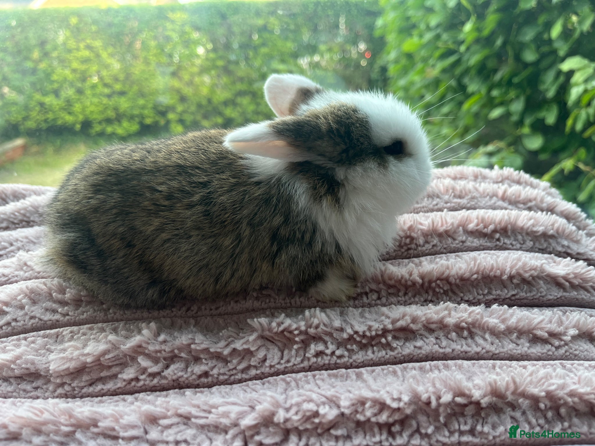 Mini Lop rabbits for sale: Male mini lop kits RTL 16th June - Advert 8