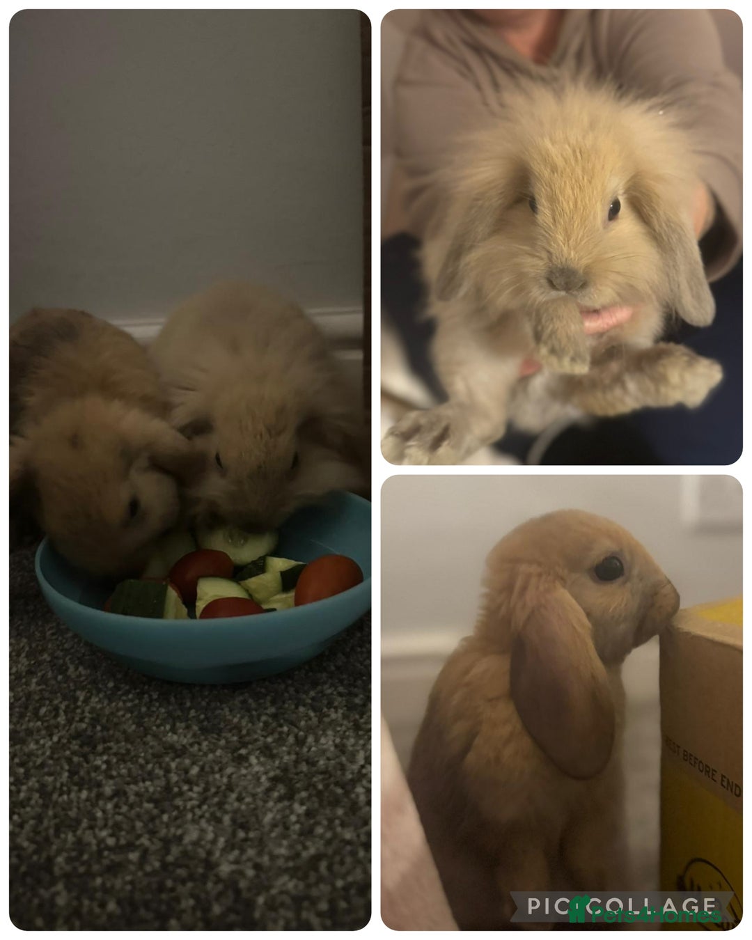 Mixed Breed rabbits for sale: Mini lop x lion head - Advert 6