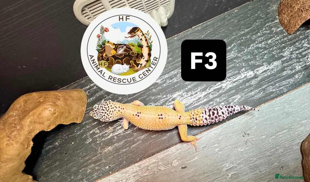 Leopard Gecko reptiles for sale: crested & leopard geckos - possible a full setup  - Advert 16