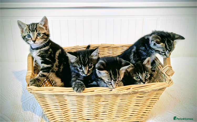 Bengal cats - Advert 1