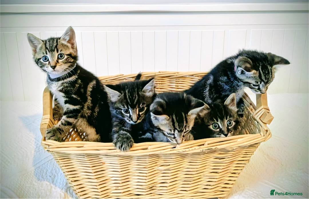 Bengal cats for sale: Beautiful Bengal x Mainecoon moggies - Image 1