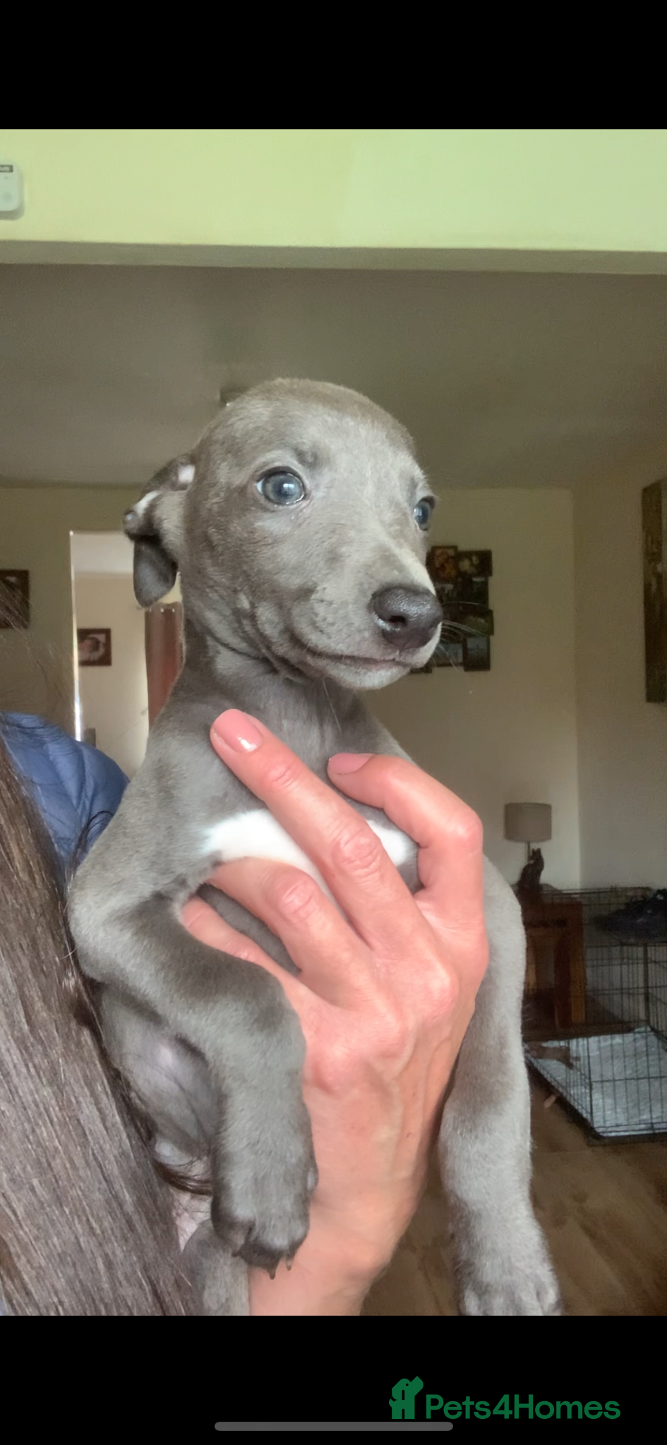 Whippet dogs Blue Kennel Club Registered Whippet pups - Advert 2