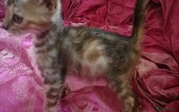 Mixed Breed cats for sale: Six Lovely Brown and Ginger Kittens - Image 13