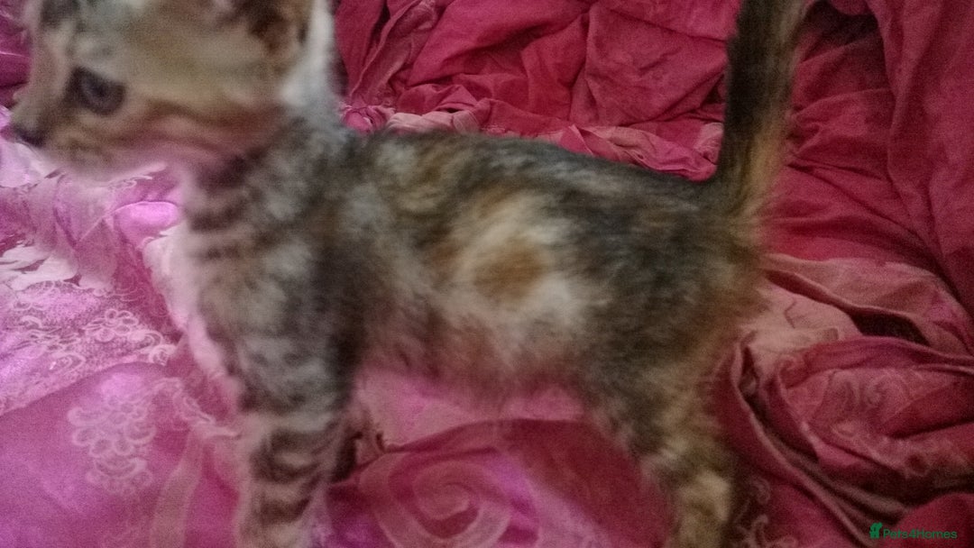 Mixed Breed cats for sale: Six Lovely Brown and Ginger Kittens - Image 13