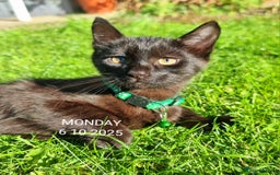 Mixed Breed cats for sale: Norwegian x pixiebob kittens mix available  - Image 39