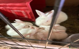 New Zealand rabbits for sale: New Zealand whites - Image 2