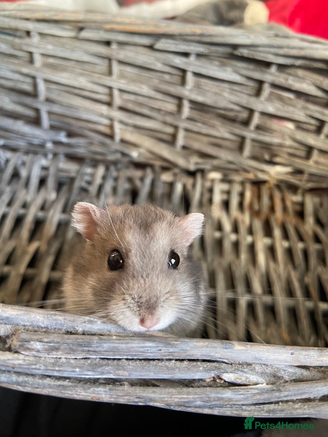 Hamster rodents for sale: selling my dwarf hamster with cage  - Advert 2