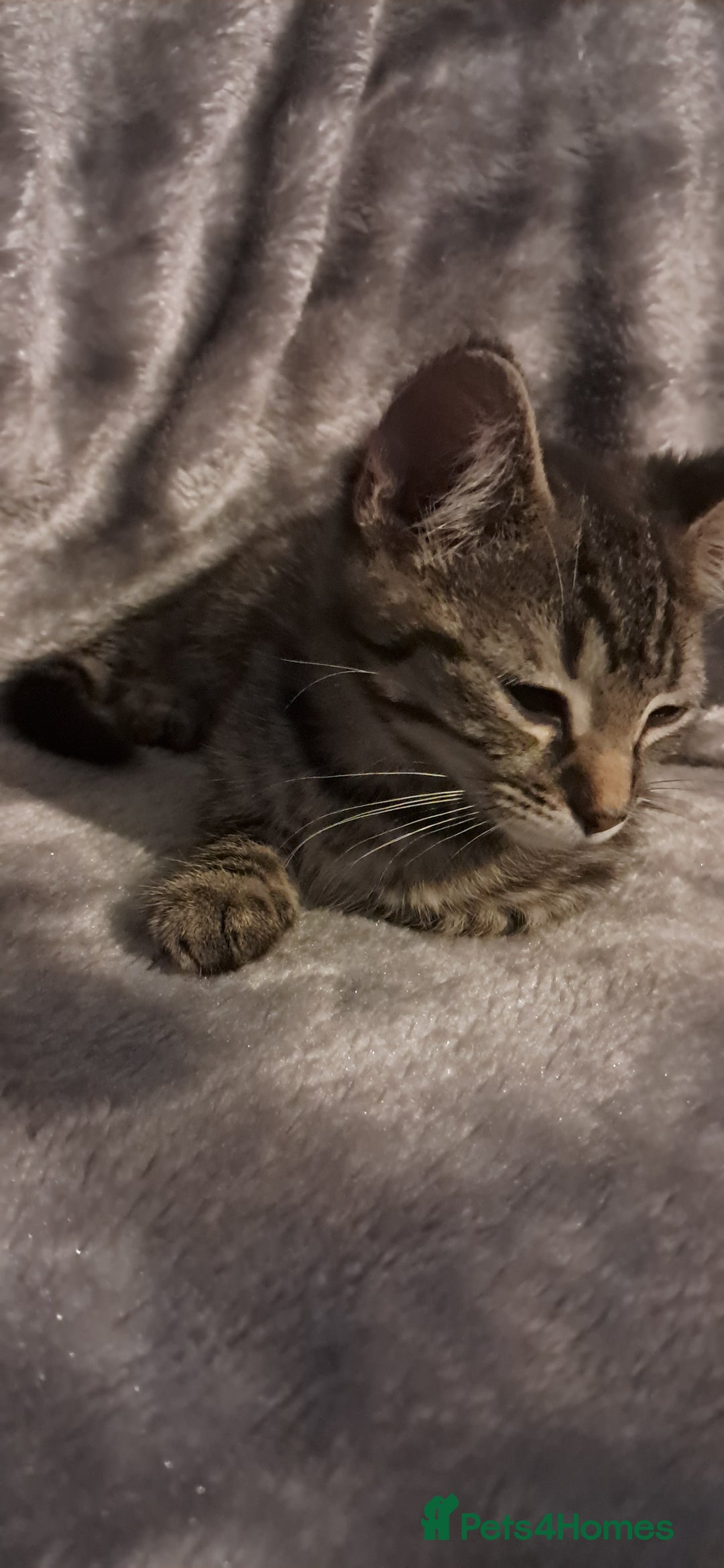 Domestic Shorthair cats for sale: 3 female kittens  - Image 3