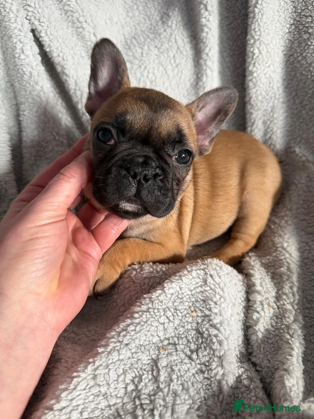 French Bulldog dogs for sale: French Bulldog Puppies - Advert 2