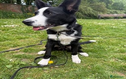 Border Collie dogs for sale: Finnan 10 months old. Border collie - Image 6