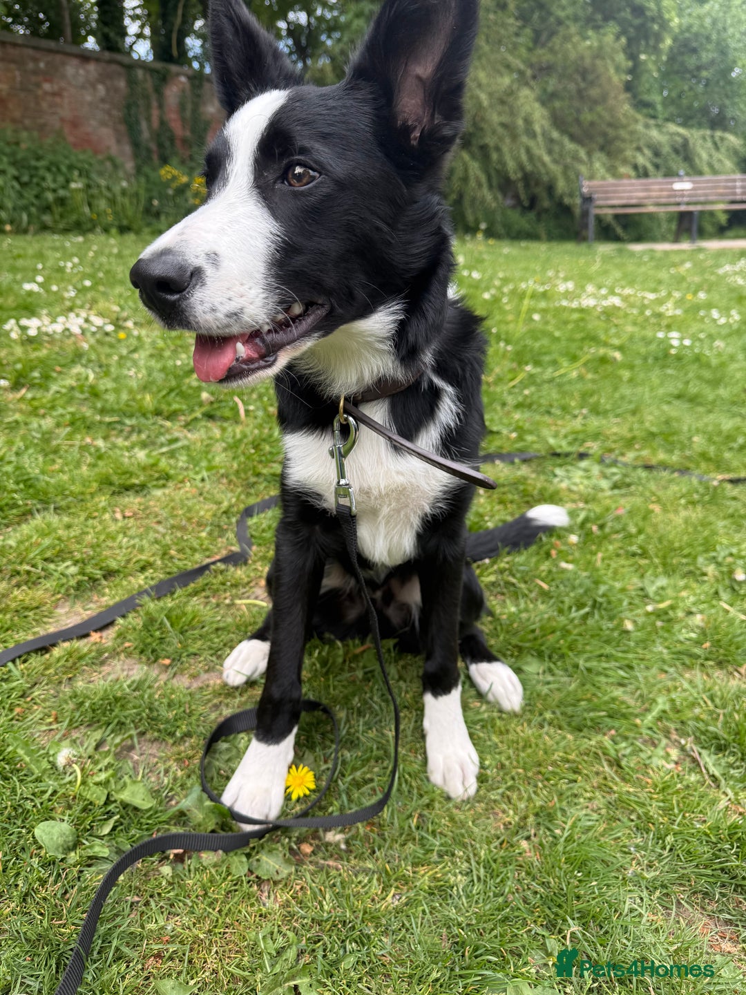 Border Collie dogs for sale: Finnan 10 months old. Border collie - Image 6