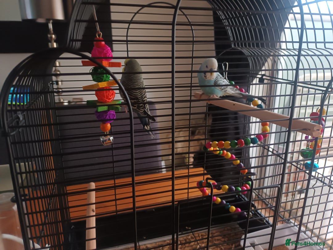 Budgerigars birds for sale: Pair of Male Budgies - Advert 5