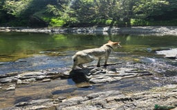 Saarloos Wolfdog dogs for sale: Czechoslovakian wolf dog  - Image 2