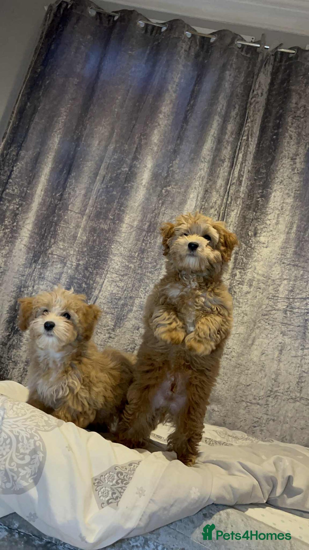 Poochon dogs for sale: 2 Male Poochon looking for loving home - Image 3