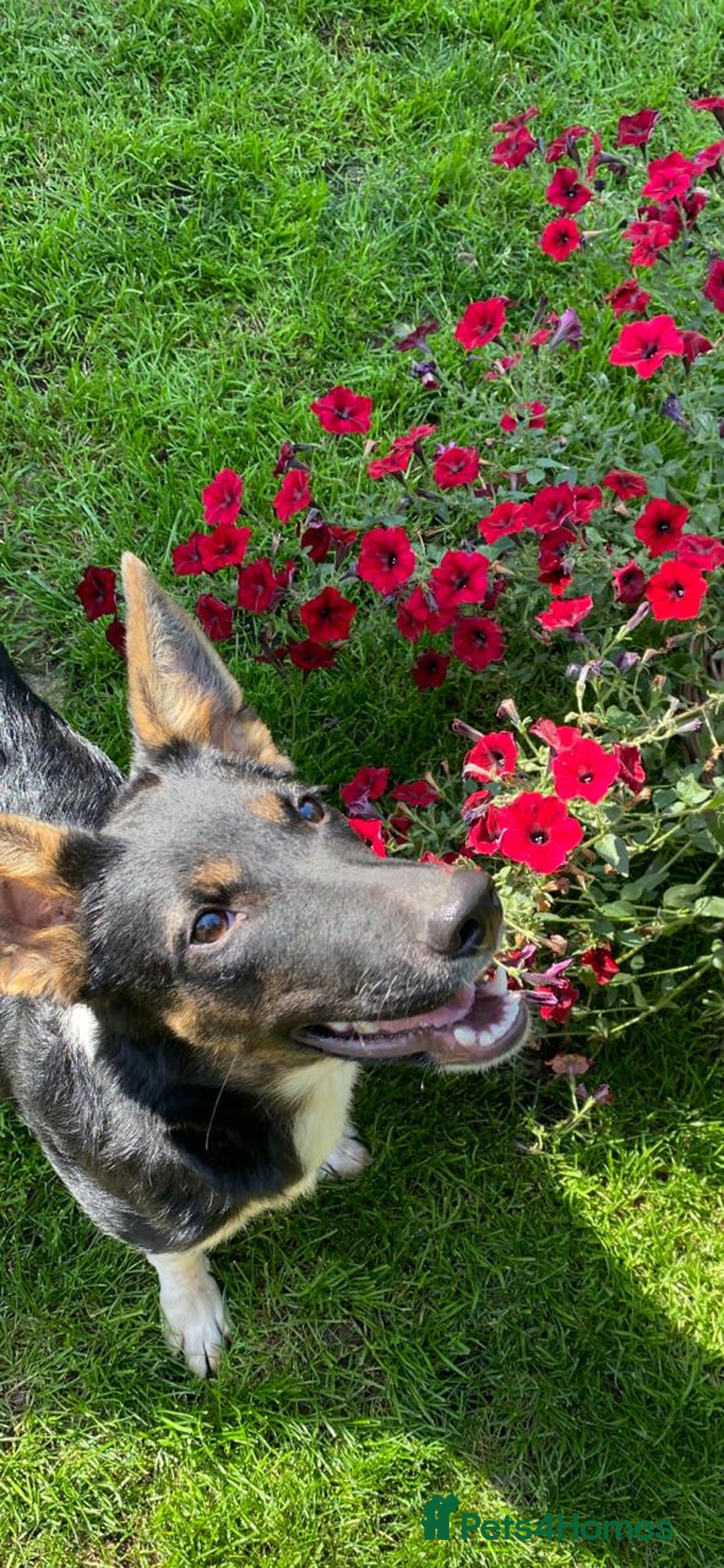 Mixed Breed dogs for adoption: URGENT: ❤️LINDA- 9 months old medium-to-large❤️ - Advert 8