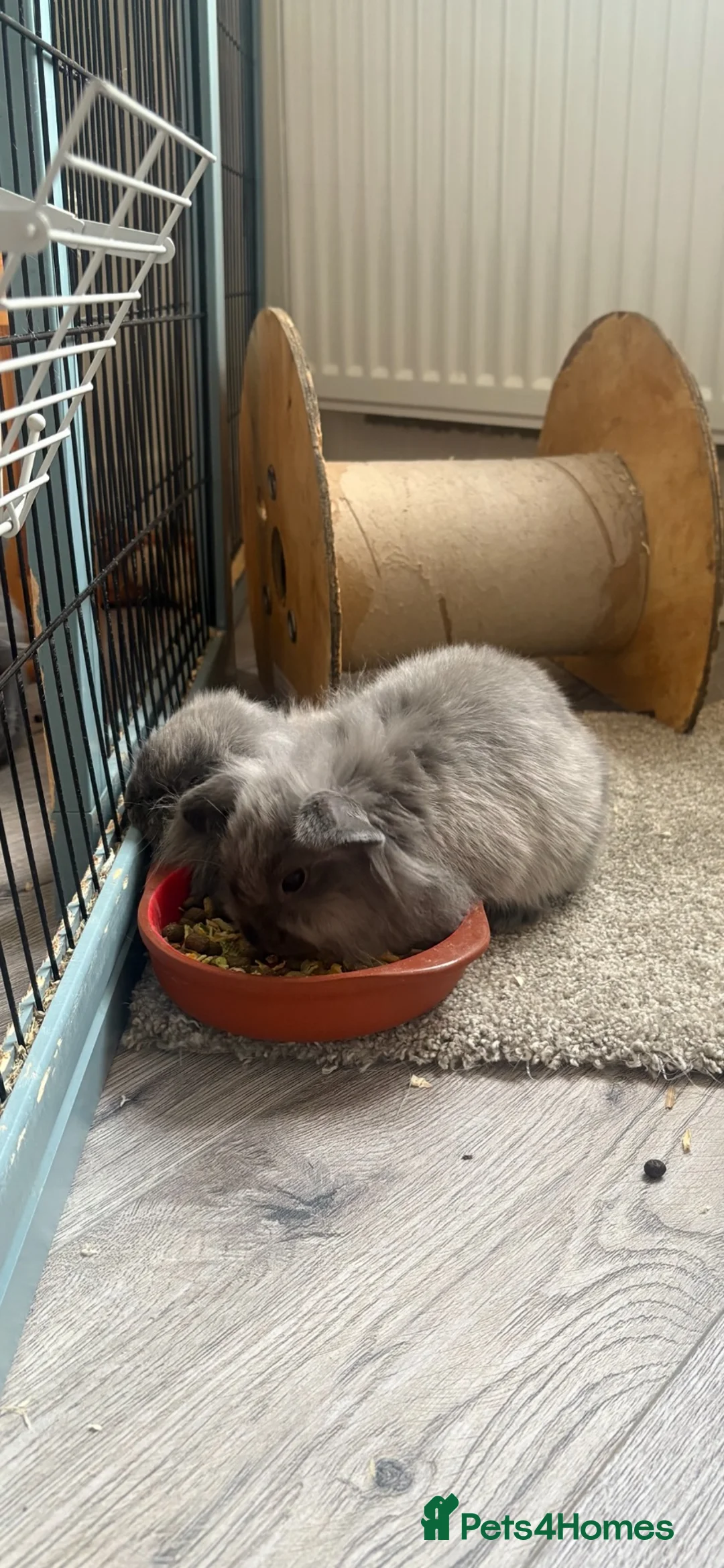 Mini Lop rabbits for sale: Two baby bunnies for sale🤍🤍 in Blandford Forum - Advert 2
