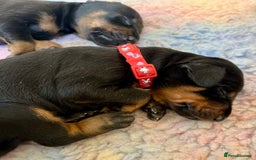 Dobermann dogs for sale: KC registered health tested Doberman puppies - Image 3
