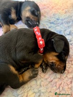 Dobermann dogs - Advert 7