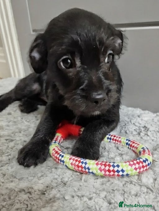 Mixed Breed dogs Frenchi /Mini Poodle Puppies ❤️ 1 Puppy LEFT! - Advert 1