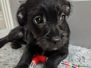 Mixed Breed dogs Frenchi /Mini Poodle Puppies ❤️ 1 Puppy LEFT! - Advert 1