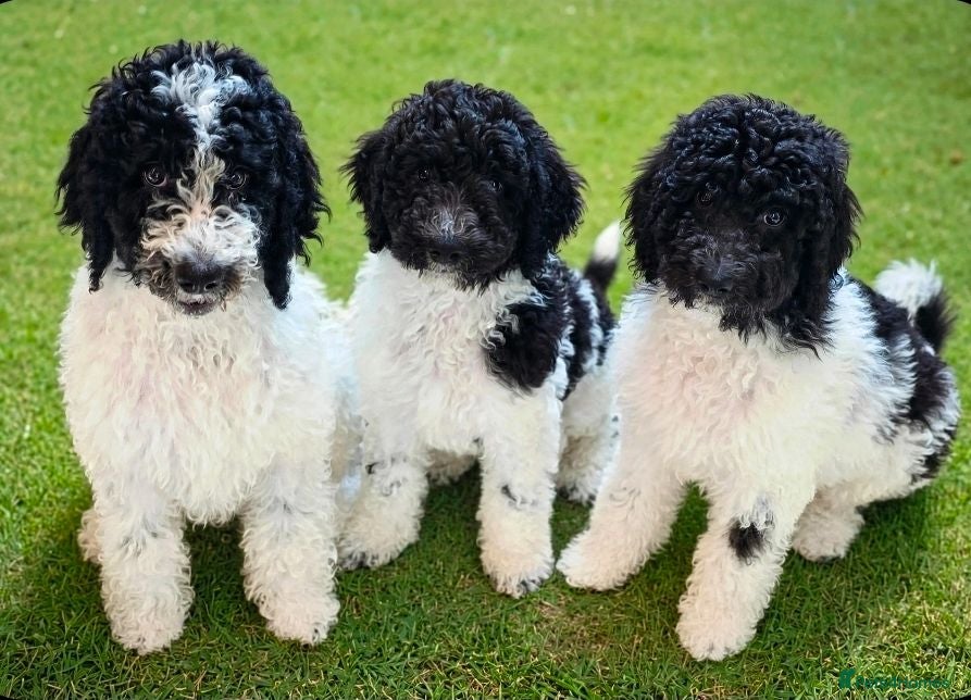 Standard Poodle dogs Stunning kc registered standard poodle puppies  - Advert 8