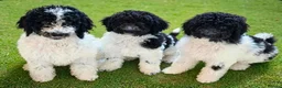 Standard Poodle dogs for sale: Stunning kc registered standard poodle puppies  - Advert 1