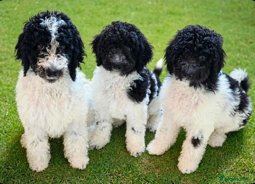 Standard Poodle dogs for sale: Stunning kc registered standard poodle puppies  - Advert 1