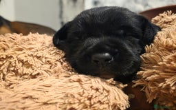 Mixed Breed dogs for sale: Adorable Black Lab Mix - Image 6