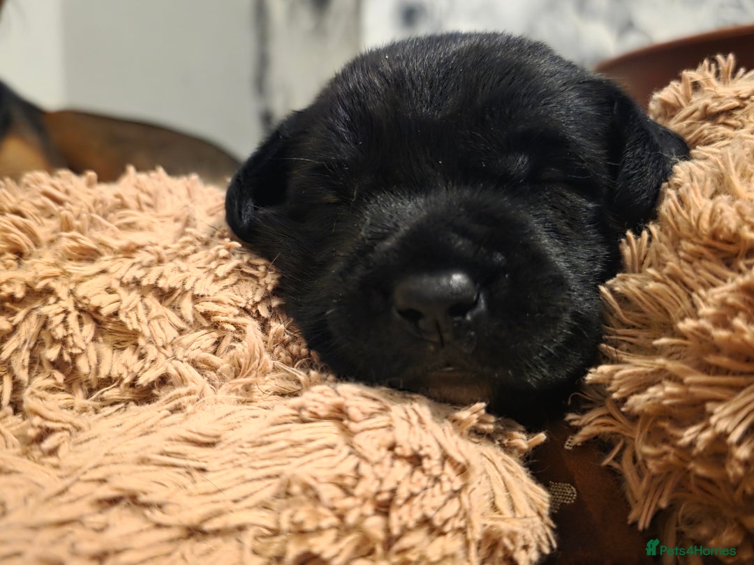 Mixed Breed dogs for sale: Adorable Black Lab Mix - Image 6