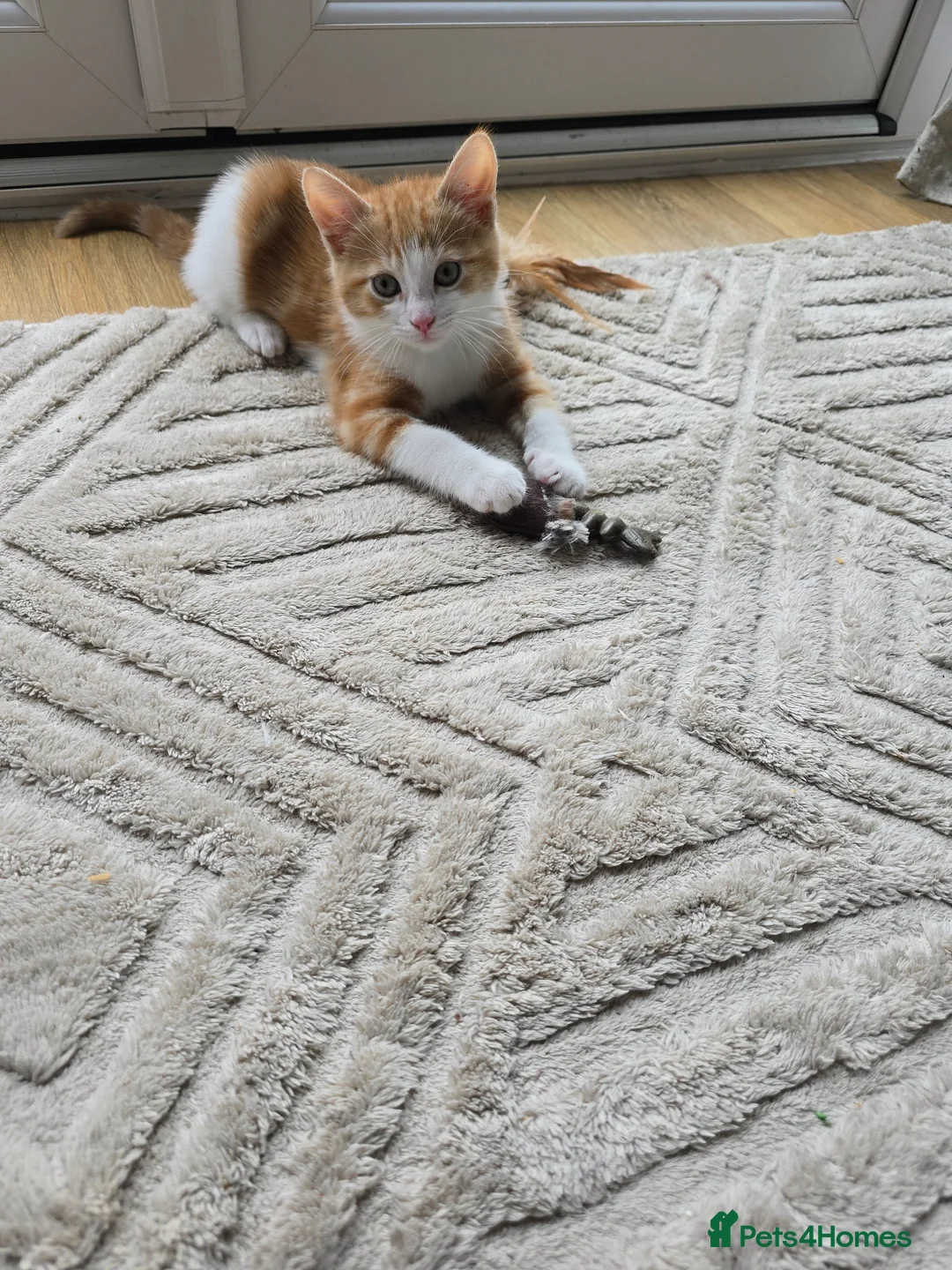 Mixed Breed cats for sale: Marshmallow  - Advert 2