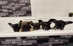 Mixed Breed dogs for sale: french bulldog x cairnterrier READY ON 7/10  - Image 13