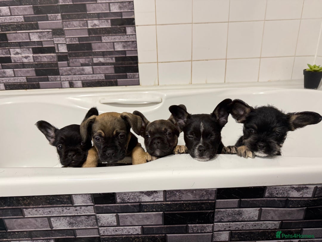 Mixed Breed dogs for sale: french bulldog x cairnterrier READY ON 7/10  - Image 13