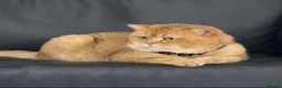 British Shorthair cats for stud: British golden cat in Walsall - Advert 6