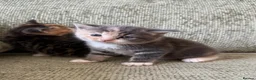 Mixed Breed cats for sale: 3 Kittens looking for their families  - Advert 7
