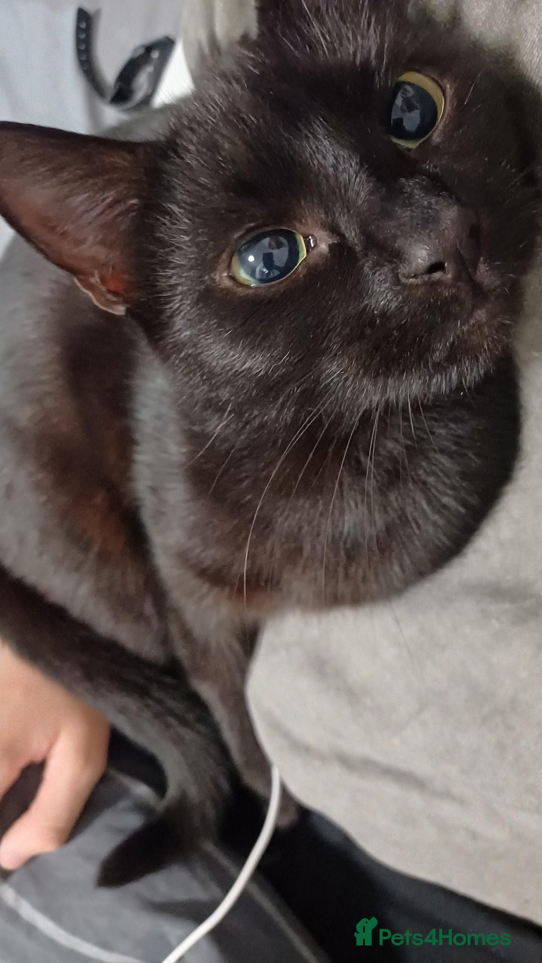 British Shorthair cats for sale: Two Cats - Advert 1